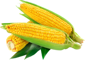 An image of Sweet Corn